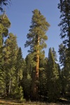 cali_sequoia_1110_135.jpg