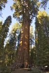 cali_sequoia_1110_139.jpg