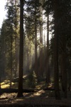 cali_sequoia_1110_166.jpg