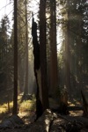 cali_sequoia_1110_170.jpg