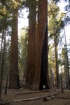 cali_sequoia_1110_173.jpg