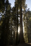 cali_sequoia_1110_177.jpg