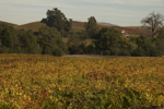 cali_sonoma_1110_069.jpg