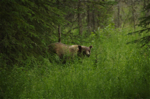 Chugach State Park