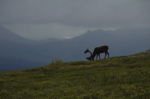 alaska_denali_july10_060.jpg