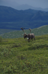 alaska_denali_july10_062.jpg