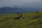 alaska_denali_july10_064.jpg