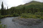 alaska_denali_july10_140.jpg