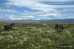 SCT_Argentina_090_Calafate.jpg