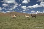 SCT_Bolivia_015_SaltFlats.jpg