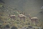 SCT_Bolivia_017_SaltFlats.jpg