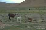 SCT_Bolivia_025_SaltFlats.jpg