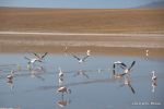 SCT_Bolivia_058_SaltFlats.jpg