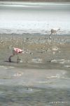 SCT_Bolivia_148_SaltFlats.jpg