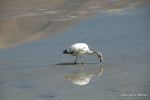 SCT_Bolivia_152_SaltFlats.jpg