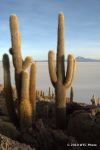 SCT_Bolivia_207_SaltFlats.jpg