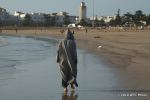 SCT_Morocco_318_Essaouira.jpg