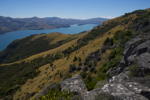 shorty_nz_akaroa_0212_11.jpg